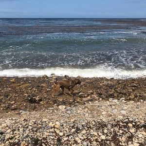 Meet your Posher, Leo